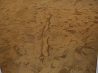 Укладка ковролина 80м2